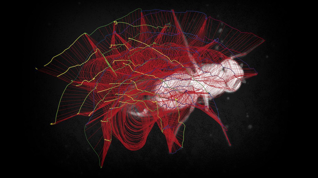 © EPFL - Suivi et visualisation des pattes de drosophiles avec l'algorithme FlyLimbTracker développé à l'EPFL