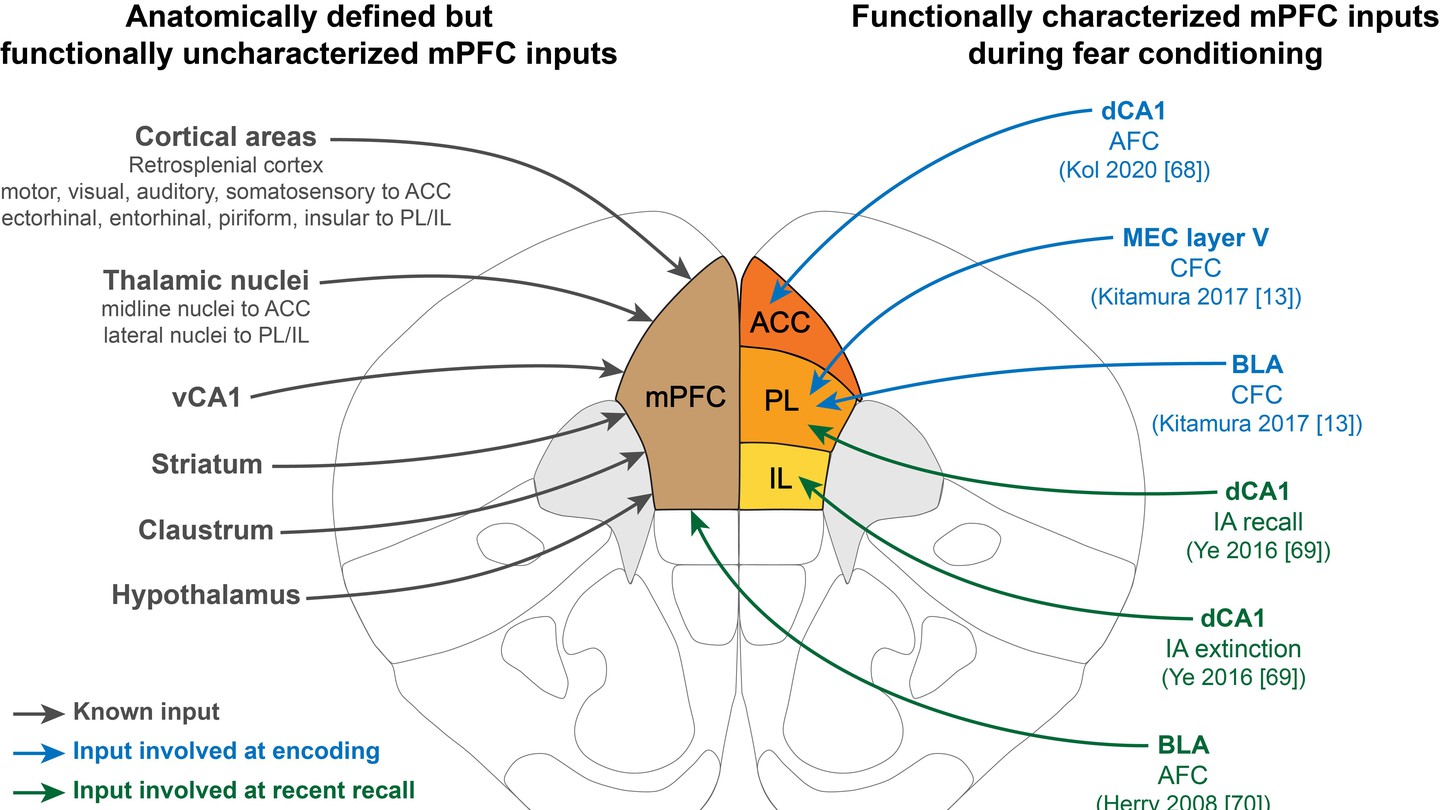 New Review On MPFC S Role During Memory Consolidation EPFL