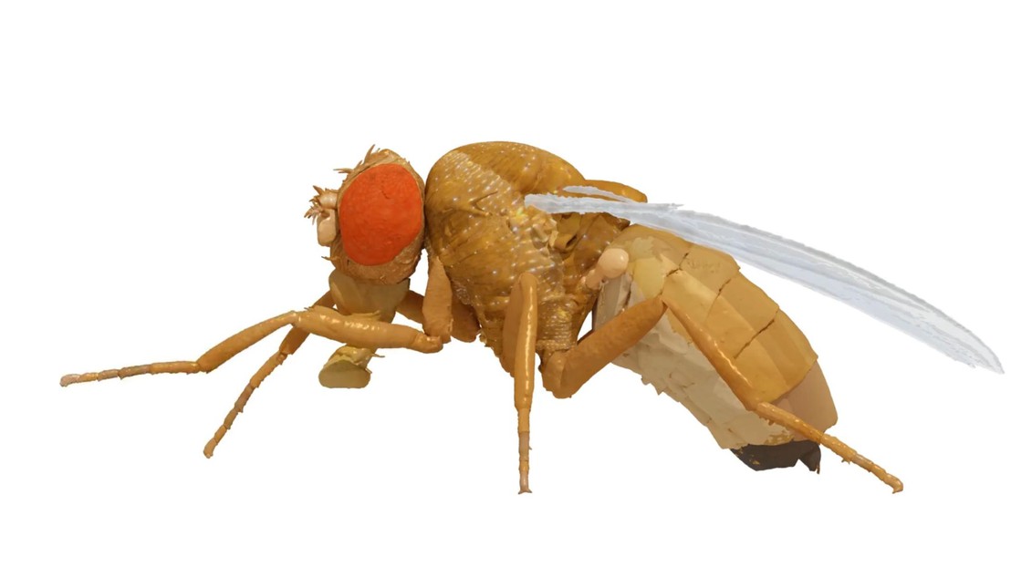 A digital model of Drosophila melanogaster called NeuroMechFly. Credit: 2022 EPFL/ Pavan Ramdya- CC-BY-SA 4.0