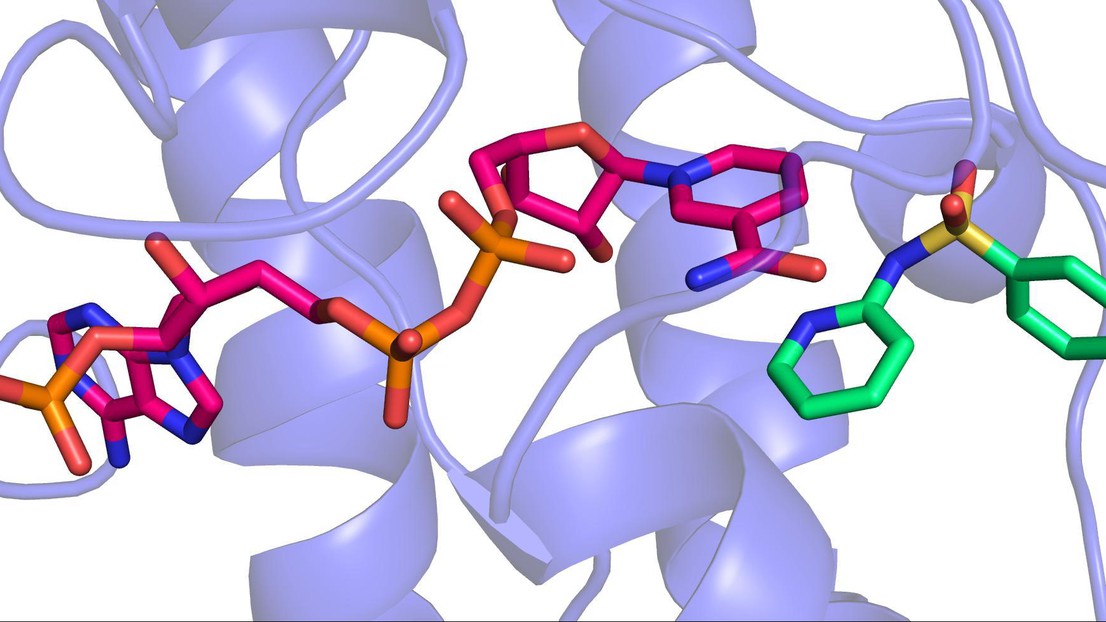 3D image of a sulfonamide binding to the enzyme that makes BH4 © 2013 EPFL