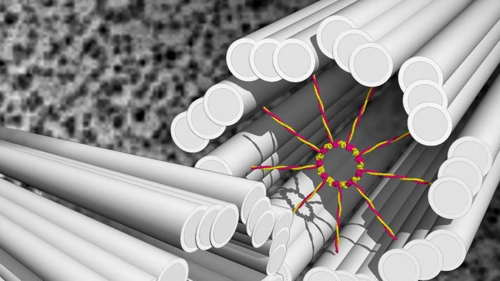 The mystery of the formation of centrioles