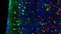 In green, interneurons expressing serotonin receptor htr3a. © UNIGE - Laboratoire Dayer