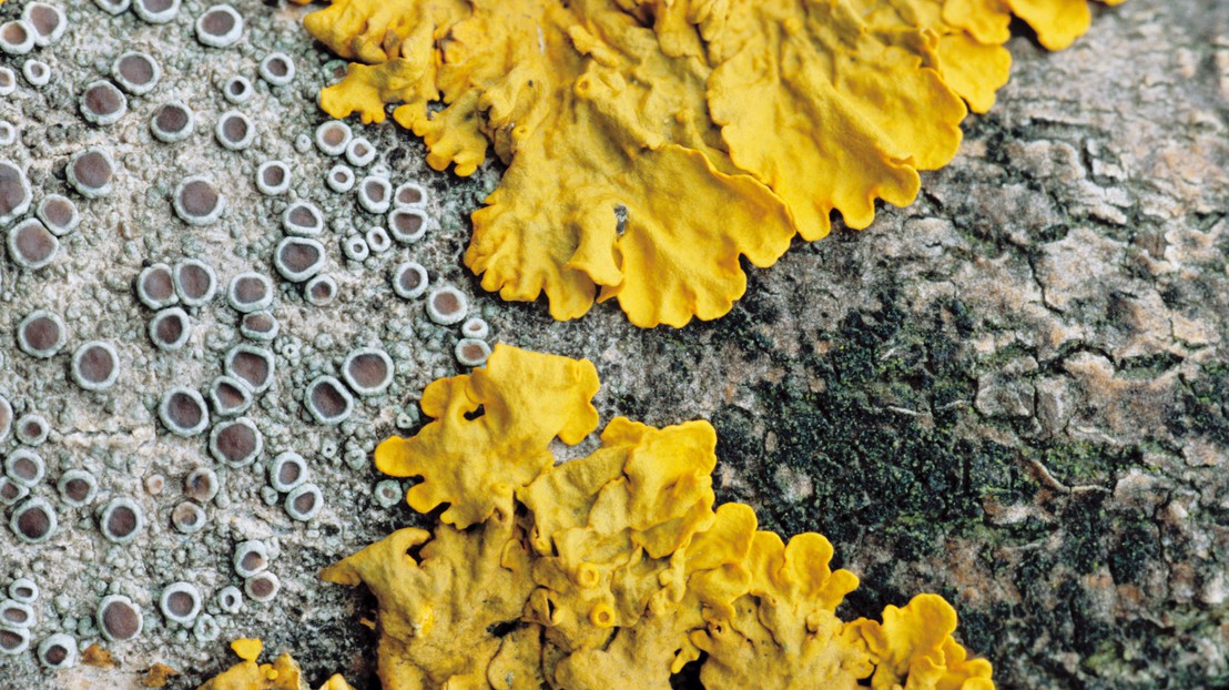 Des lichens © thinkstockimages.com