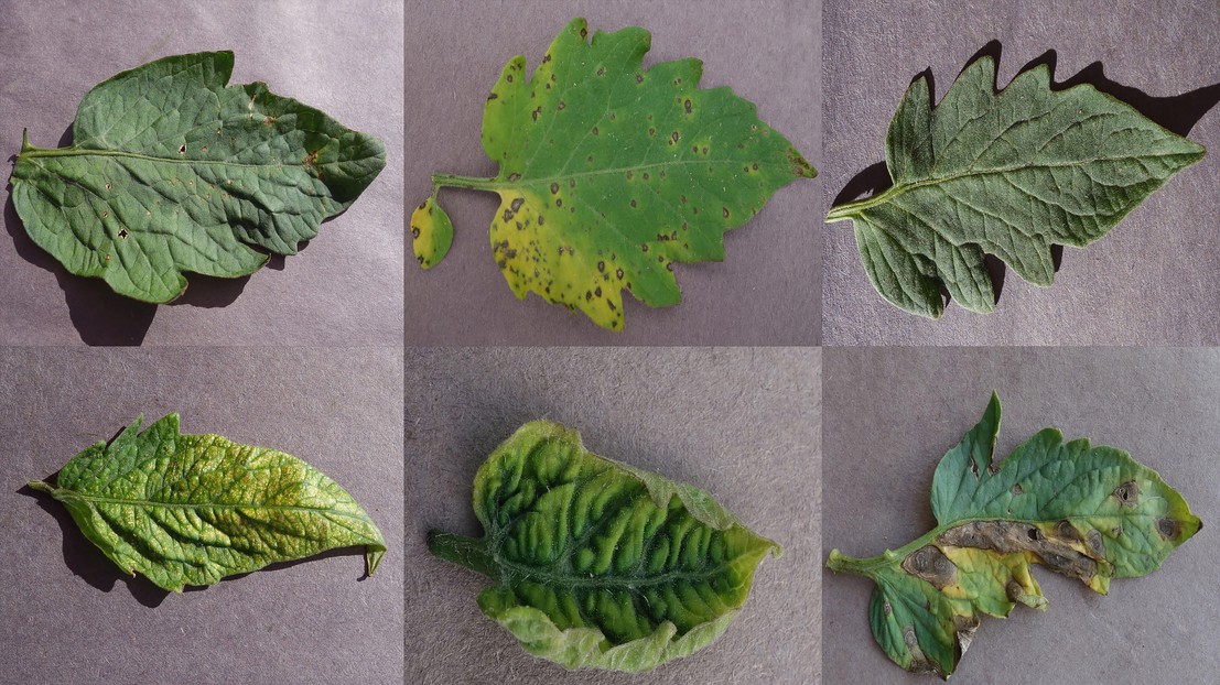 A composite of different plant diseases (credit: David Hughes/Penn State University)