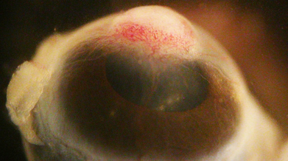 Des cellules-souches dans la cornée d' une souris deviennent de la peau © F. Radtke (EPFL)