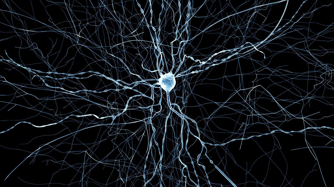 Un neurone virtuel créé par le Blue Brain © EPFL