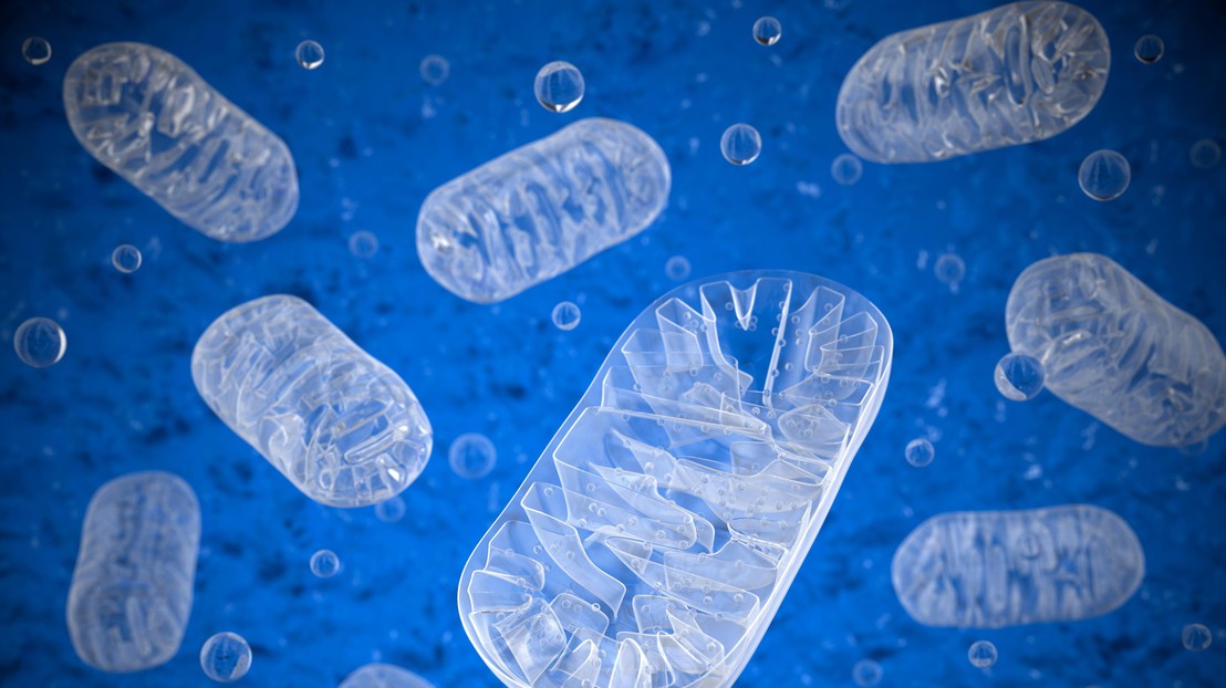 Les mitochondries jouent un rôle clé dans la régénération des organes. © Thinkstockphotos