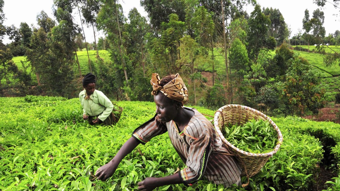 Des agriculteurs en Afrique © PlantVillage