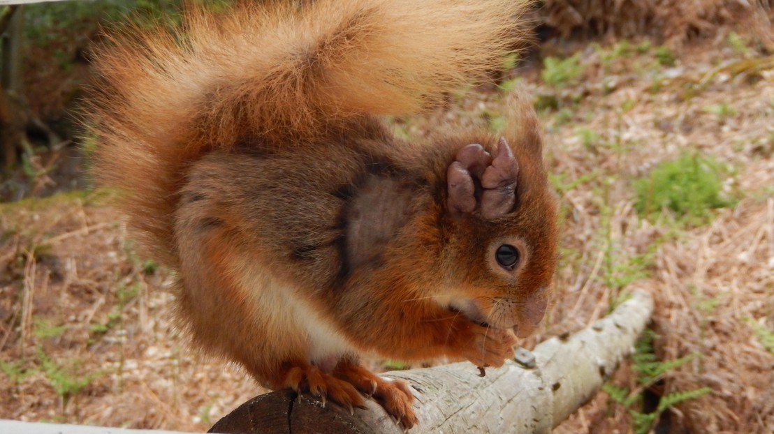 Un écureuil rouge infecté par la lèpre sur son oreille © Dorset Wildlife Trust