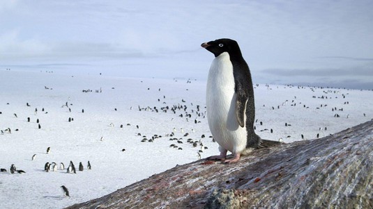 Penguin watching over the rookery. © Viven Roussel / ACE