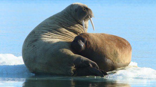 Walruses' skin is highly wrinkled and thick, up to 10 cm around the neck.  ©A.Pochelon