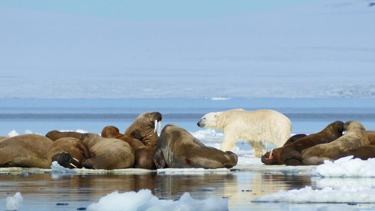 Bear and Walruses in the Franz Josef Archipelago. ©E.Hoesli