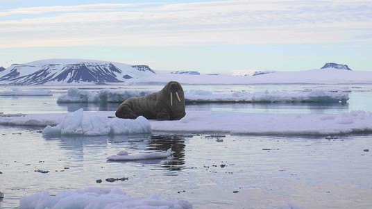 Isolated walrus in the Franz Josef Archipelago. ©E.Sauvageat