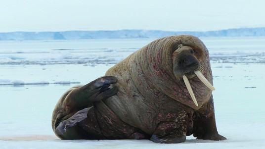 Adult walruses are easily recognized by their prominent tusks, whiskers, and bulkiness. ©A.Rousseau