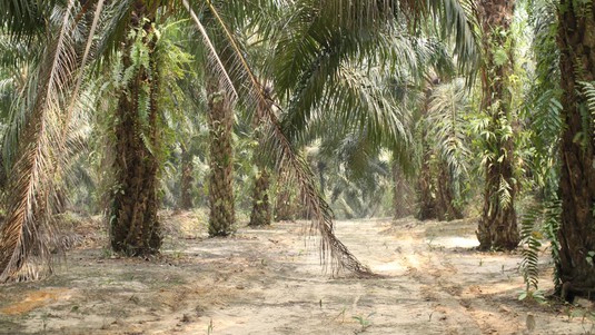 Champs de palmiers à huile de Sumatra, en Indonésie. © 2018 EPFL