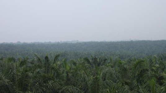 Palm oil plantations in Sumatra, Indonesia. © 2018 EPFL/WSL