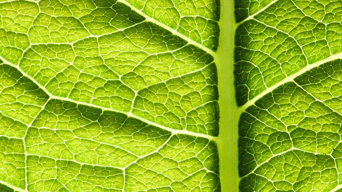 La photosynthèse peut être exploitée dans une cellule solaire