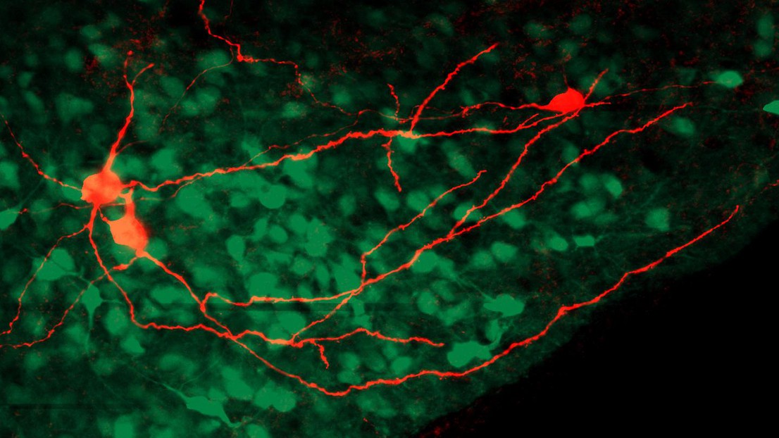 Les neurones et leurs synapses dans le cerveau de la souris. Crédit : Aiste Baleisyte (EPFL)