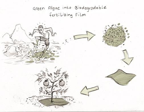Green Algae into Biodegradable Fertilizing Film