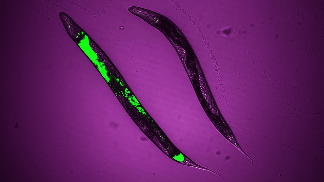 Traçage du mécanisme d’activation de la réponse des mitochondries au stress et de l’espérance de vie chez le ver C. elegans. Crédit : Terytty Yang Li and Arwen W. Gao, EPFL