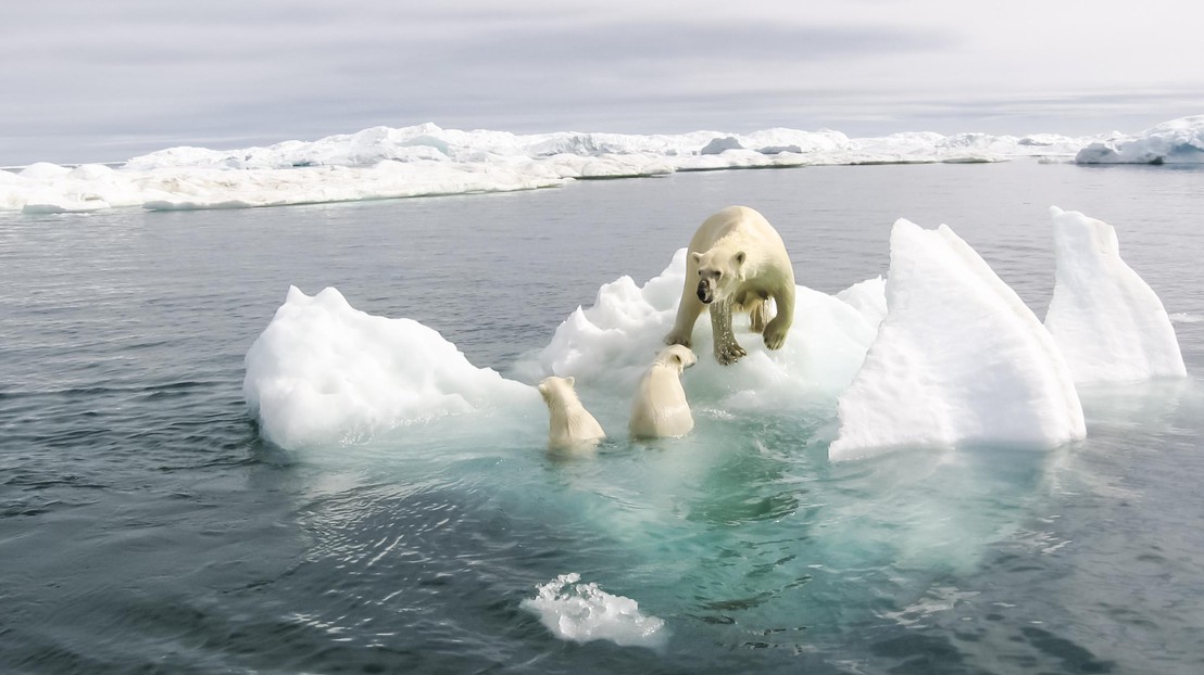L'Arctique se réchauffe deux à trois fois plus rapidement que le reste de la planète © Istock