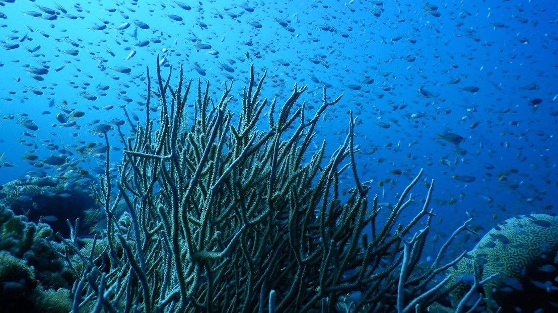 Die Korallen im Golf von Aqaba sind besonders widerstandsfähig gegenüber höheren Temperaturen. ©Maoz Fine