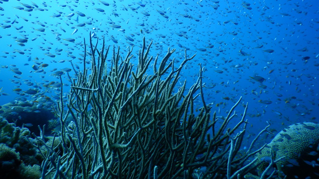 Les coraux du nord de la mer Rouge ont développé une résistance à la chaleur. ©Maoz Fine