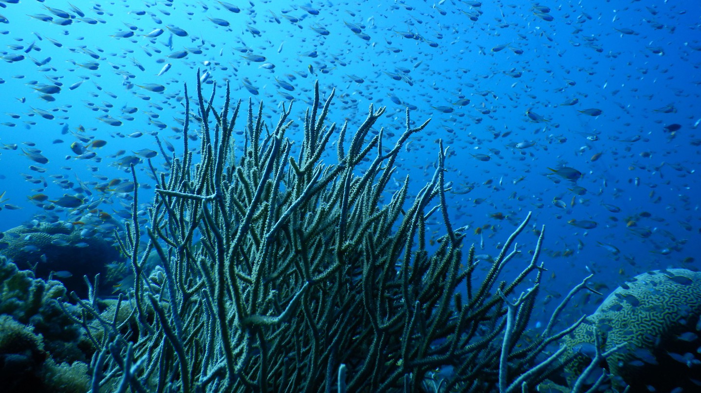 Les coraux du nord de la mer Rouge passent leur stress test thermique