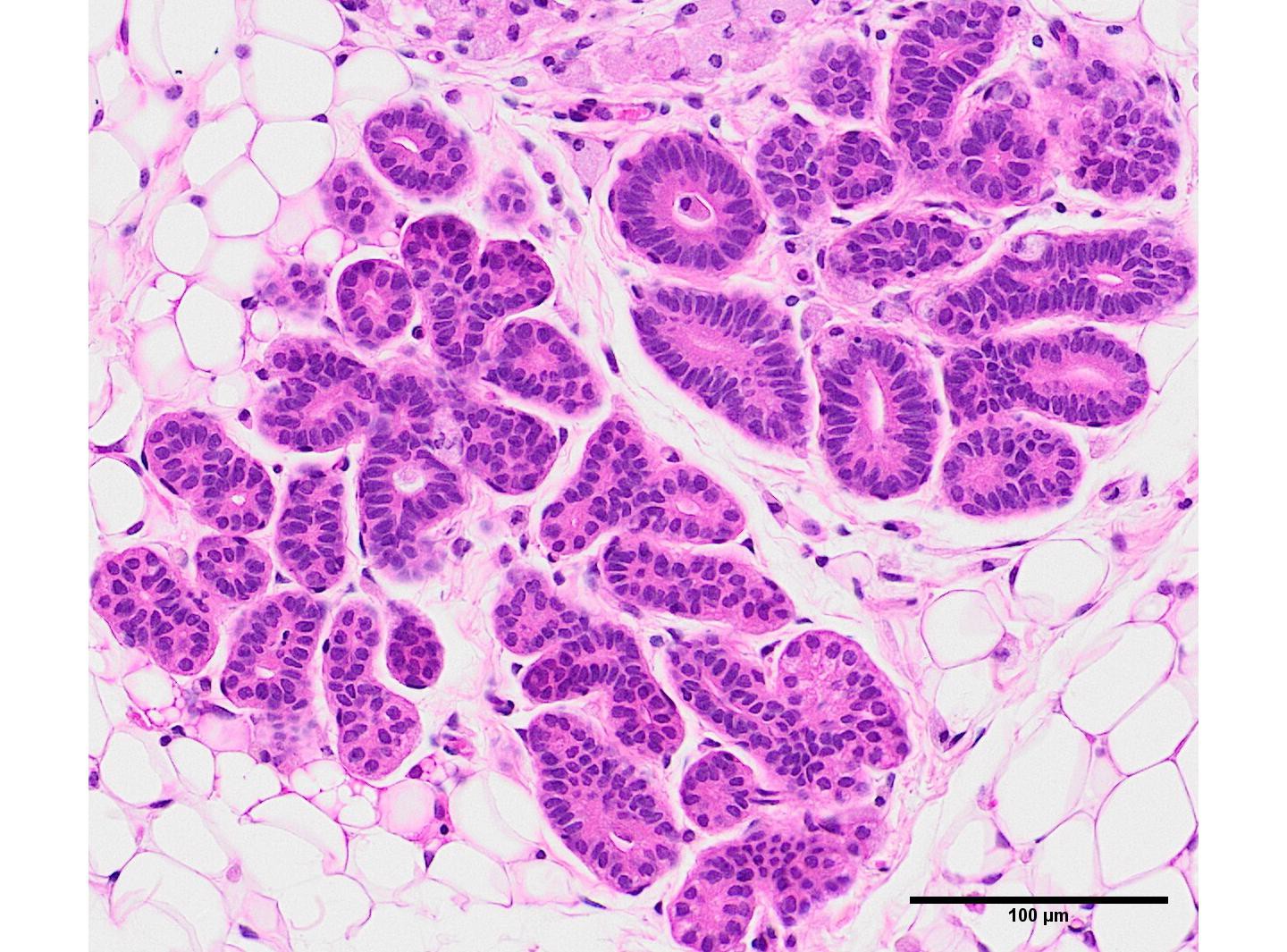 Hematoxylin and eosin-stained histological section showing primary human breast epithelial cells engrafted in the mouse milk ducts © Fabio De Martino / EPFL