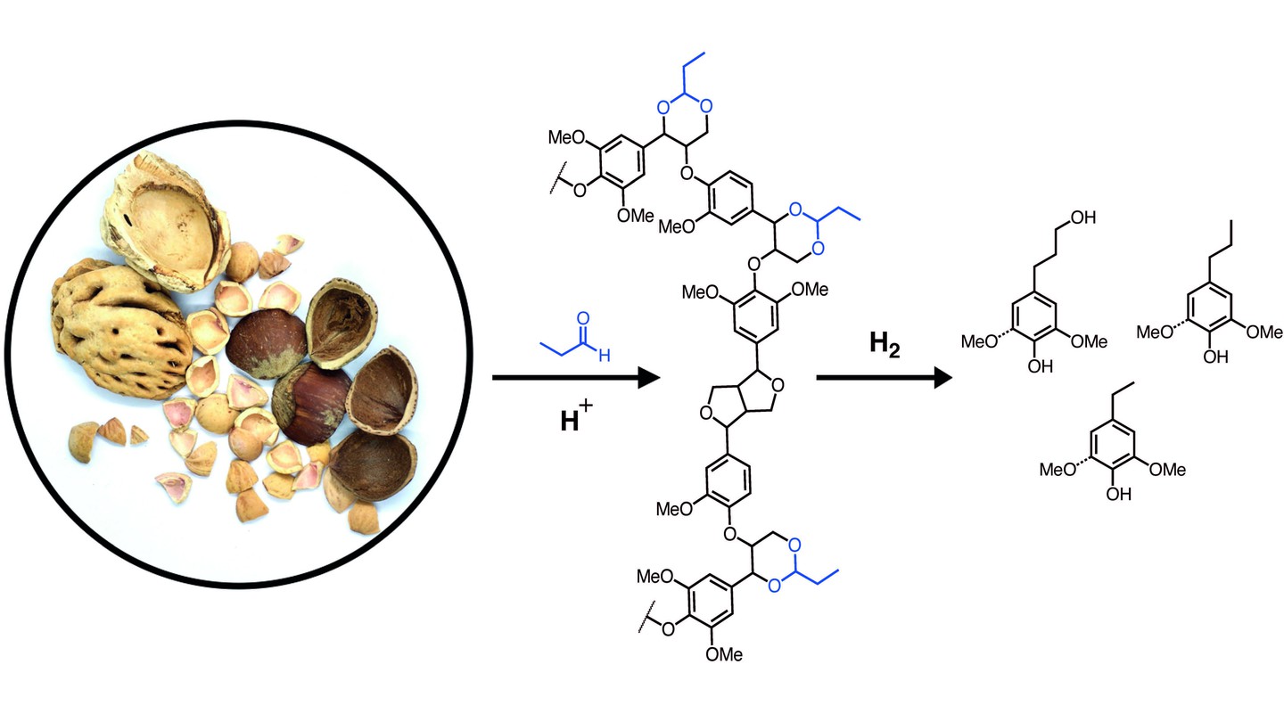 AAF Enhances Lignin Valorization in Endocarp Waste Biomass - EPFL