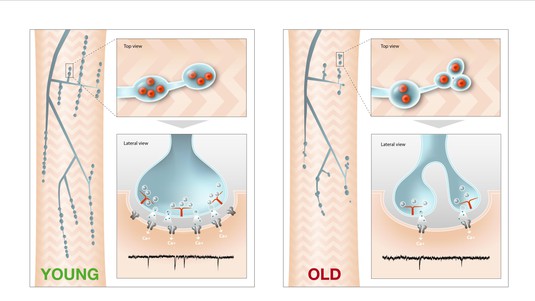 Modèle des changements structurels des synapses à la jonction neuromusculaire en conséquence du déclin de la neurotransmission miniature avec l’âge.  © Laboratory of Neural Genetics and Disease / EPFL