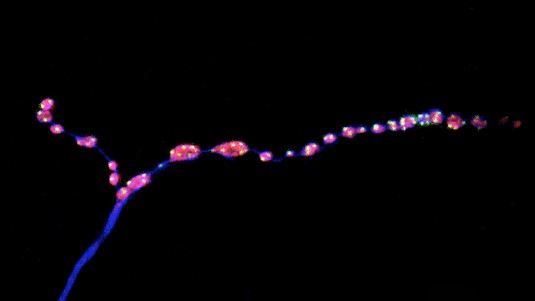 Terminaux synaptiques neuromusculaires de la drosophile adulte. Motoneurones (bleu), boutons synaptiques (rouge) et sites de libération des neurotransmetteurs (vert). © Laboratory of Neural Genetics and Disease / EPFL
