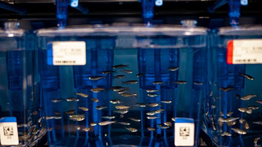 Les modèles de poissons prennent une importance croissante dans la recherche fondamentale et appliquée. A l'EPFL, une installation ultramoderne abrite des poissons zèbres. © Selina Slamanig, GBS St. Gallen