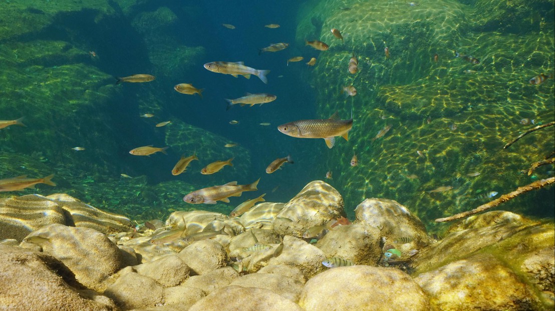 L'ingestion de microplastiques peut contribuer de manière significative à l’exposition des organismes aquatiques à la progestérone.© iStock L'ingestion de microplastiques peut contribuer de manière significative à l’exposition des organismes aquatiques à la progestérone.© iStock
