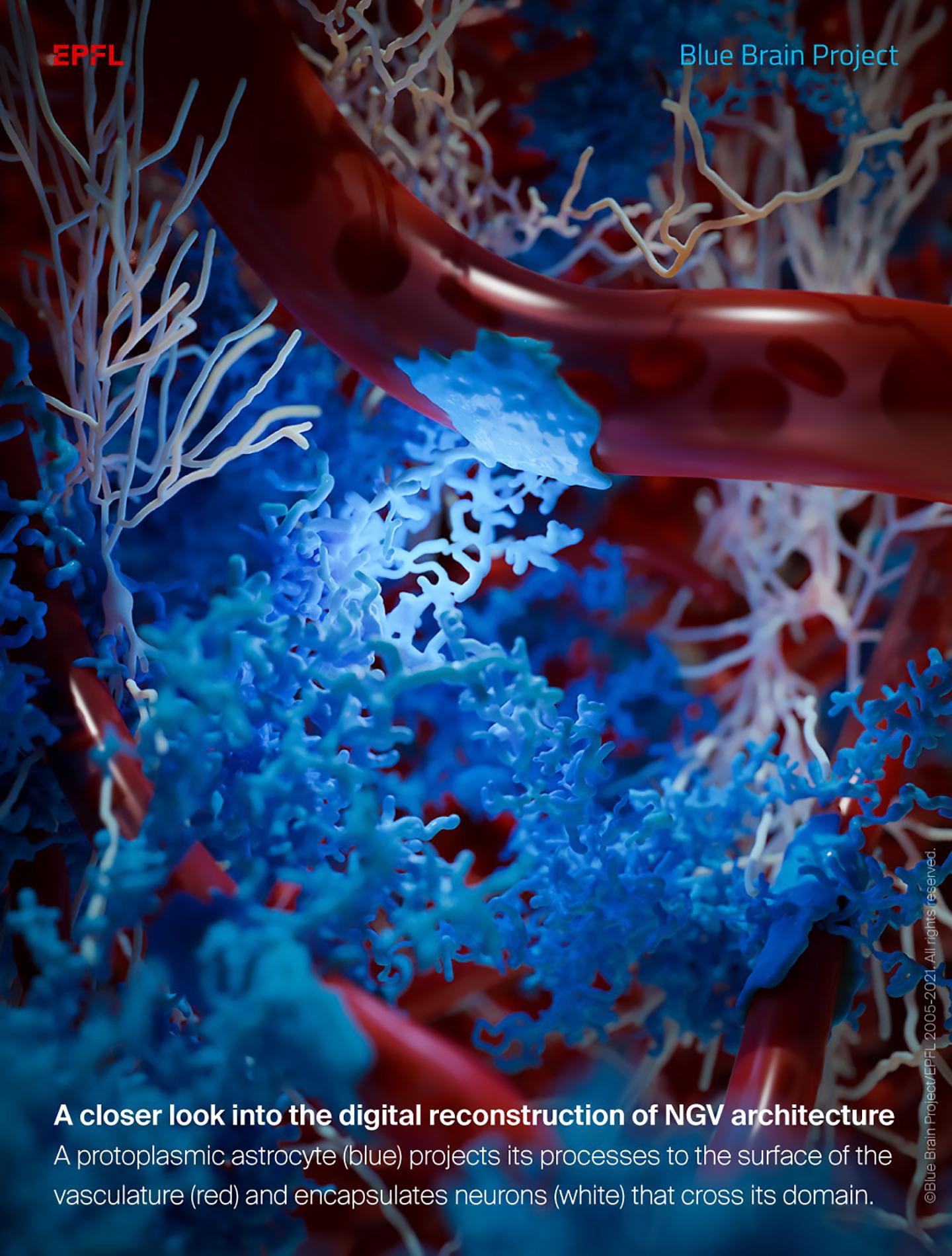 First Digital Reconstruction Of The Neuro-Glia-Vascular Architecture - EPFL