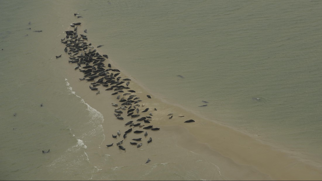 Example of aerial image used by the model that accelerates the seal survey.  2021 EPFL/ NIOZ- CC-BY-SA 4.0