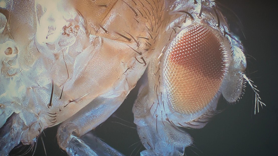 Fly Cells The Fruit Fly: Tiny Research Hero Now Fully Mapped - EPFL