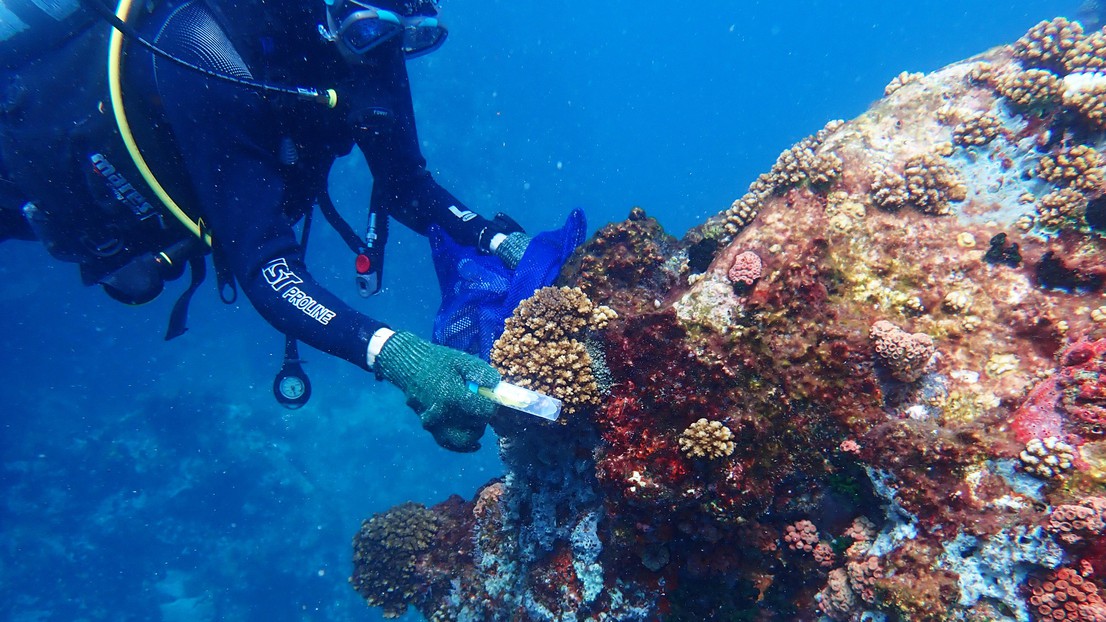 Masque de plongée - Marine Corail - Nouméa