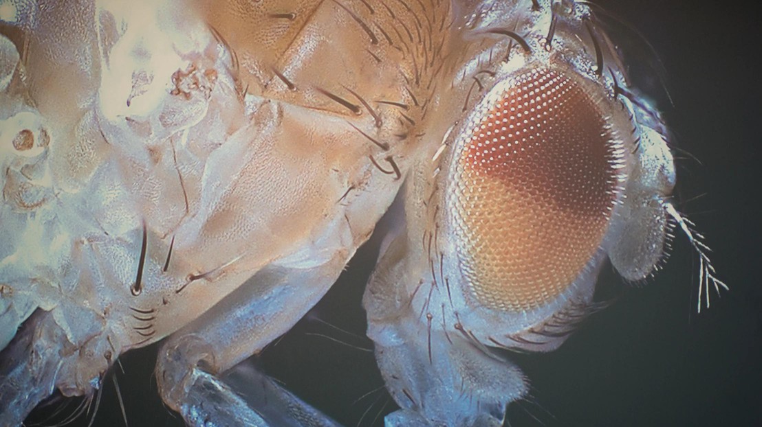 The fruit fly Drosophila melanogaster. Credit: Vlaams Instituut voor Biotechnologie (VIB)