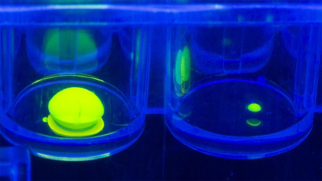 An 80 nanoliter reaction volume inside a well of a microwell plate (around 1 mm diameter), like the ones used in high-throughput screening. Credit: 2022 EPFL/  Mischa Schüttel   - CC-BY-SA 4.0