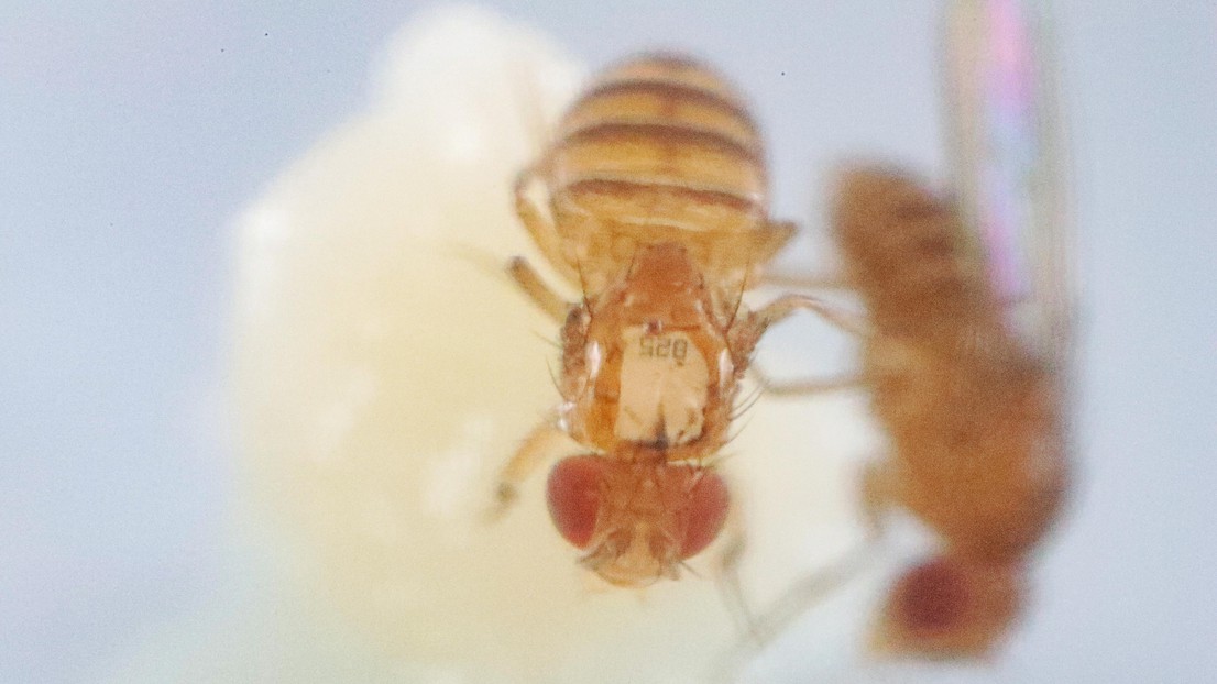 An implanted Drosophila melanogaster fruit fly (foreground) interacting with an intact one (background). Credit: Alain Herzog (EPFL)