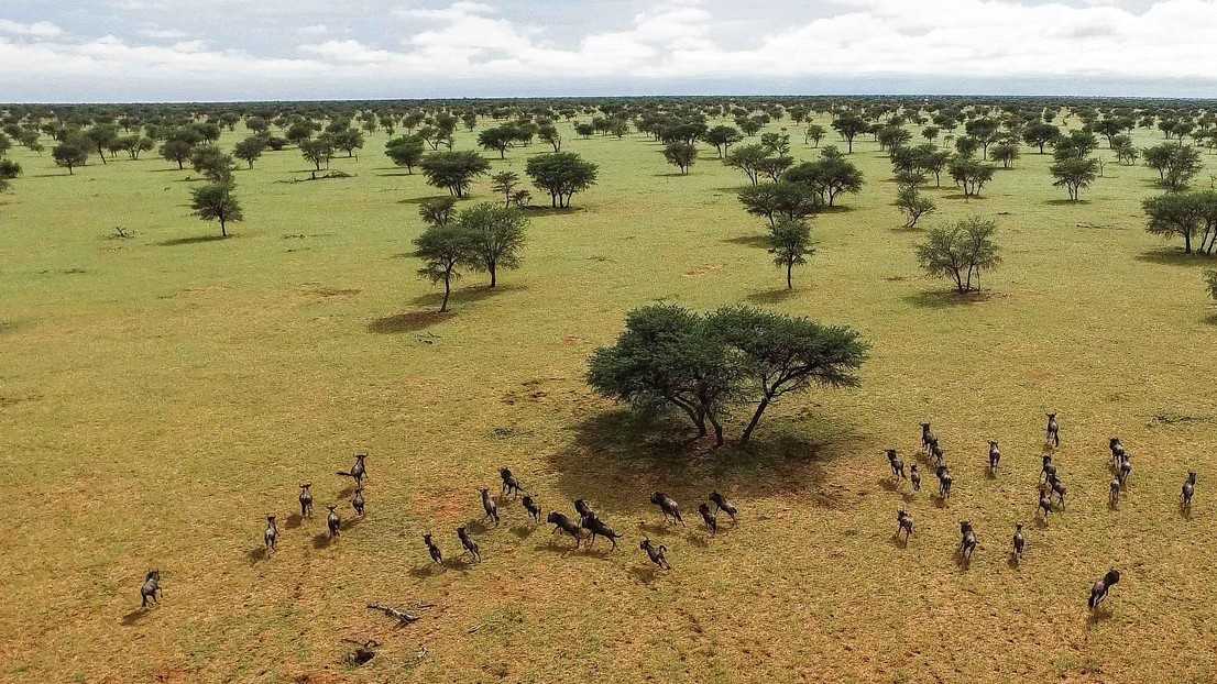 Drone surveillance could be useful for national park rangers. © Friedrich Reinhard