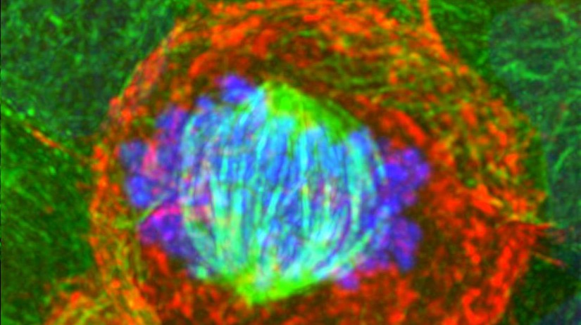 Protéines dans une mitose de cellule © 2012 EPFL