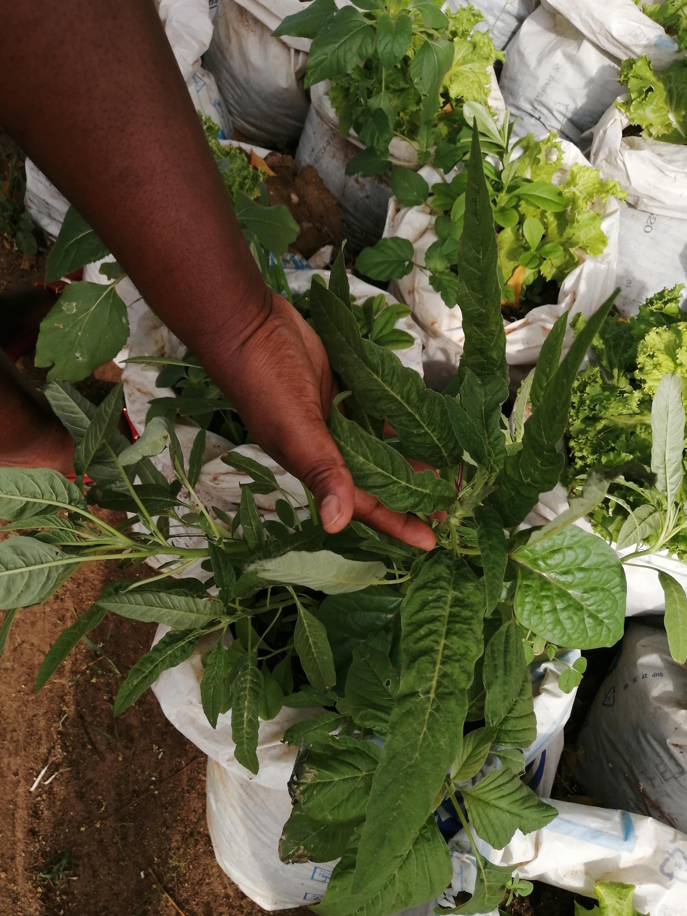 Urban Agriculture Paradigms in Urban Health in Tanzania and Togo - EPFL