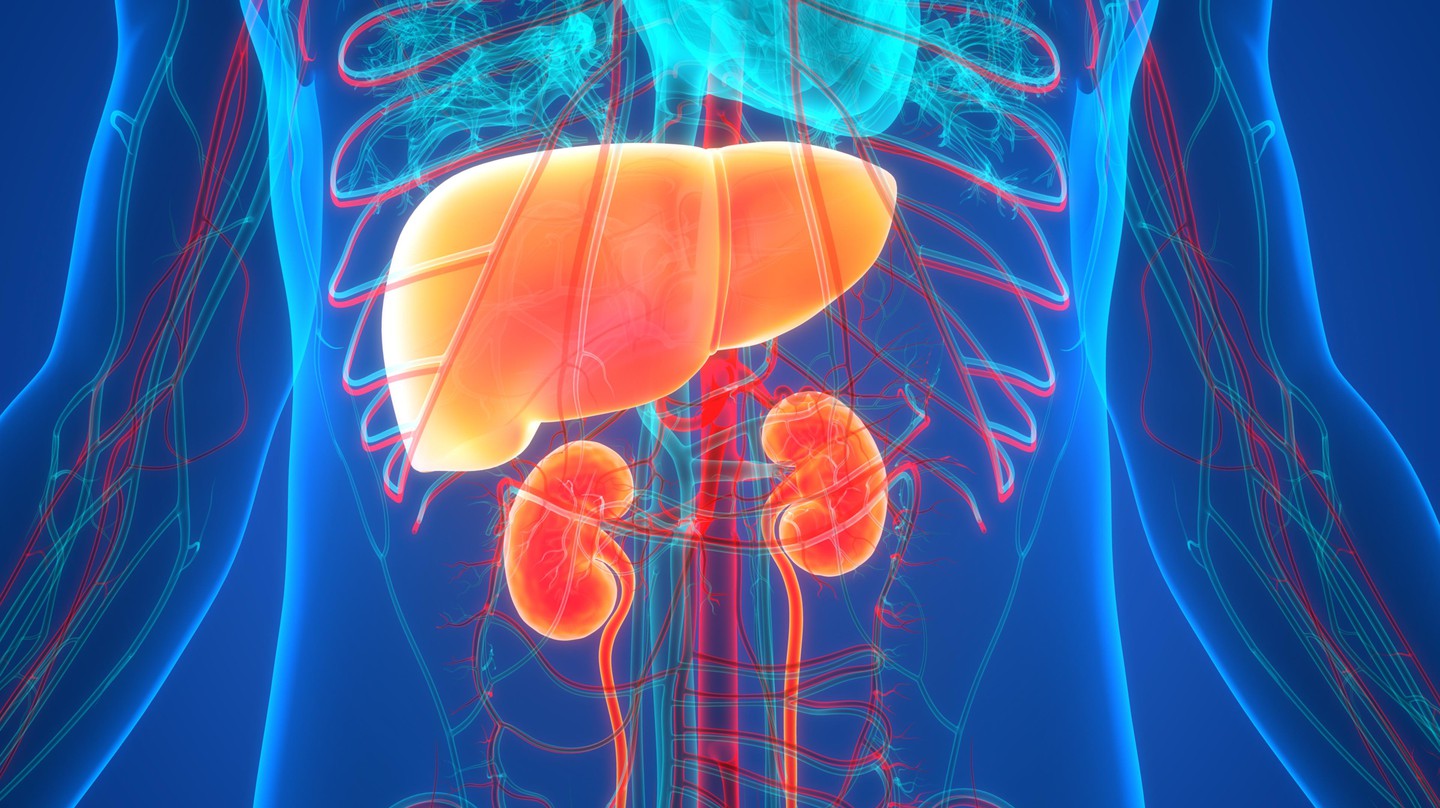 modeling-liver-and-kidney-disease-epfl