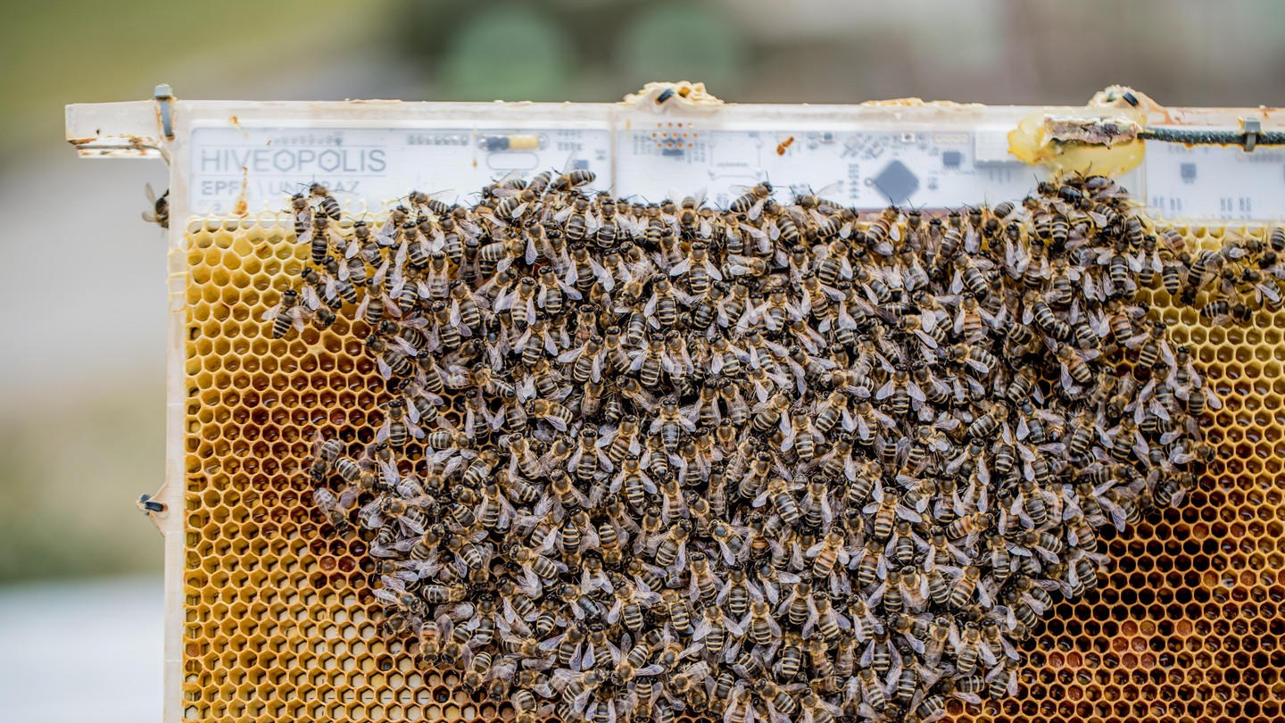 Le système est présenté dans une ruche expérimentale © Artificial Life Lab / University of Graz / Hiveopolis