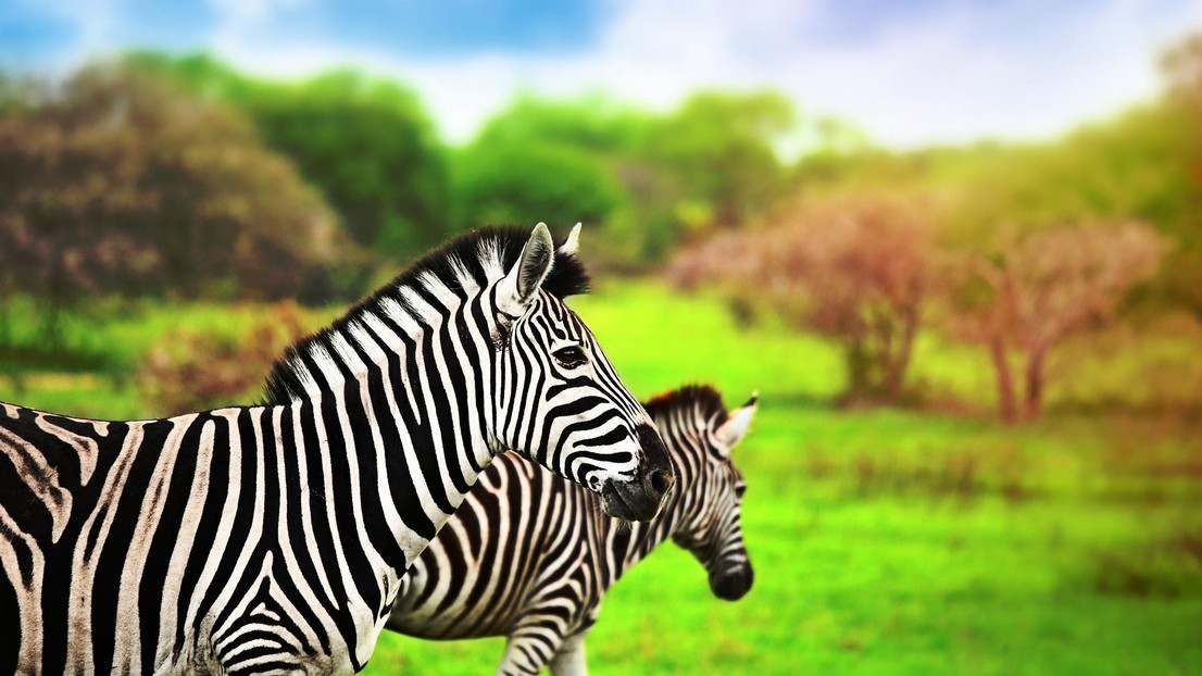 Two zebras in Kruger National Park © iStock / EPFL 2023