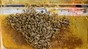 Le système est présenté dans une ruche expérimentale. 2023 EPFL/ Hiveopolis- CC-BY-SA 4.0