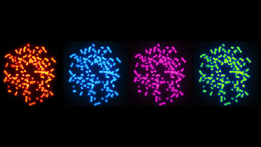 Chromosomes dans des cellules ayant subi un doublement du génome. Crédit : Elisa Oricchio/Giovanni Ciriello (EPFL/UNIL).