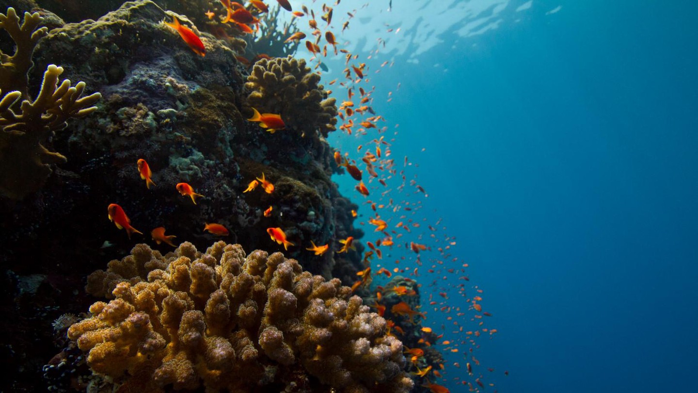 Les coraux sont menacés d'extinction par le réchauffement climatique.© A.Roik
